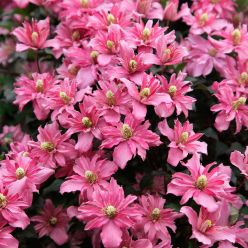 Clematis montana Broughton Star - Dazzling Double Flowers