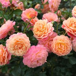 Climbing Rose 'Peach Melba' - Climbing Rose