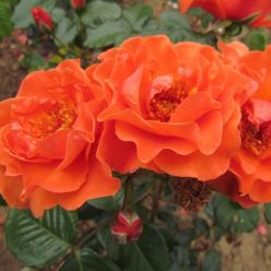 Rose 'Shropshire Star' - Climbing Rose