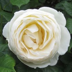 Large 5-6ft Specimen Climbing Rose - Uetersener Klosterrose