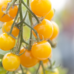 Tomato 'Snowberry'