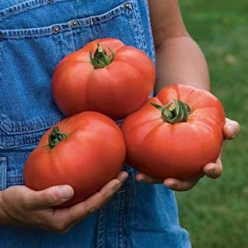 Tomato 'Knockout'