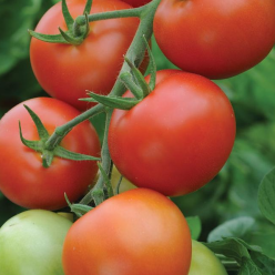 Tomato 'Moneymaker'