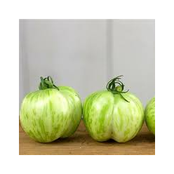 Tomato Plant 'Green Bell Pepper'