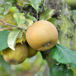 Apple Tree - Egremont Russet (M26) - 120cm