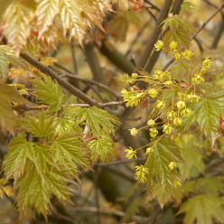 Acer platanoides Globosum - Norway Maple