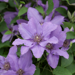 Clematis Parisienne - Summer Flowering Boulevard Patio Clematis