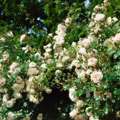Rose White New Dawn - Climbing Rose - Large 5-6ft Specimen