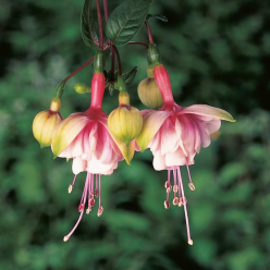 Fuchsia 'Southgate' - Double Flowered Trailing Fuchsia