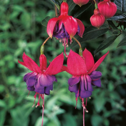 Fuchsia 'Winston Churchill'