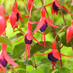 Fuchsia Mrs Popple