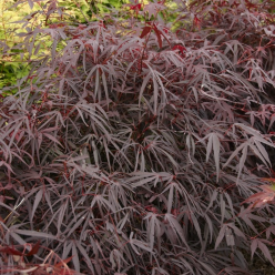 Acer palmatum Enkan - EXTRA LARGE