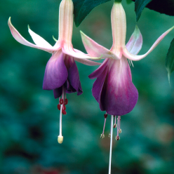 Fuchsia 'Carmel Blue'