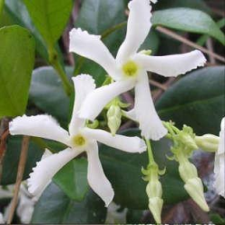 Trachelospermum jasminoides - Young Star Jasmine Vine