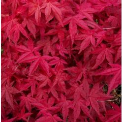 Acer palmatum Deshojo - Large Japanese Maple 100-120cm