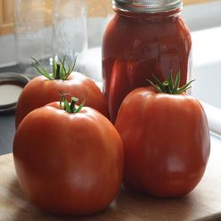 Tomato Plant 'Supersauce'