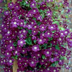 Clematis Etoile Violette - Late Summer Flowering Clematis