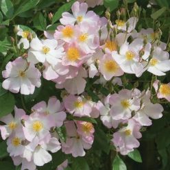 Rose 'Francis E. Lester' - Climbing Rose