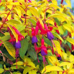 Fuchsia 'Genii' - Hardy Golden Foliage Fuchsia