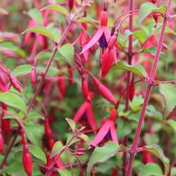 Fuchsia 'Riccartonii'