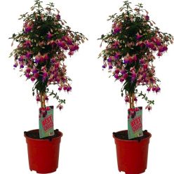 Pair of Fuchsia Tree Standards 'Ellebel' In Bud & Bloom - Gorgeous Patio Fuchsia Trees