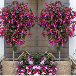 Pair of Fuchsia Tree Standards 'Purple-Red Angela' - Patio Fuchsia Trees