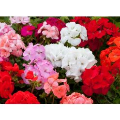Geranium Maverick Mixture - Pelargonium - In Bud & Bloom