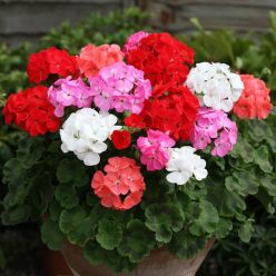 Geranium Maverick Mixture - Pelargonium