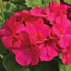 Geranium Maverick Violet - Pelargonium