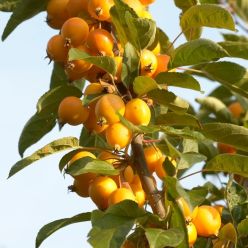 Crabapple Tree - Malus Golden Hornet