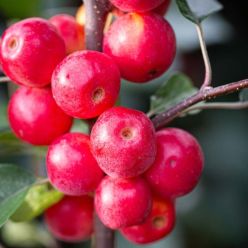 Crabapple Tree - Malus Gorgeous - 110-120cm