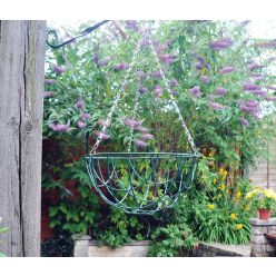Hanging Basket - 12 Inch