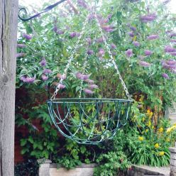 Hanging Basket - 12 Inch