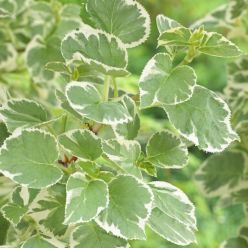 Hydrangea petiolaris Silver Lining - Variegated Climbing Hydrangea