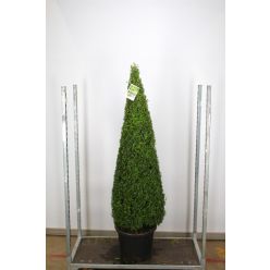 Contemporary Topiary Box Pyramid - Premium Quality Topiary Buxus - XXXL 170-190cm