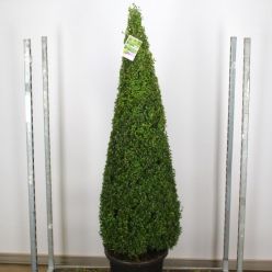 Contemporary Topiary Box Pyramid - Premium Quality Topiary Buxus - XXXL 170-190cm
