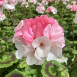 Large Geranium Pinto Premium White to Rose - Pelargonium - In Bud & Bloom