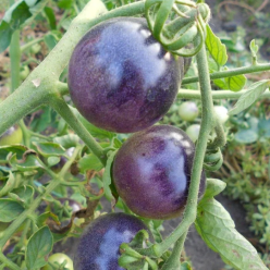 Tomato Plant 'Purple Haze'