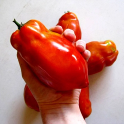 Tomato Plant 'Jersey Giant'