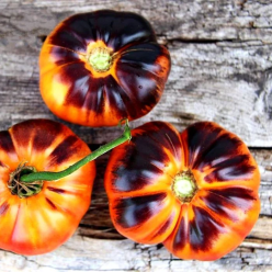 Tomato Plant 'Afternoon Delight'