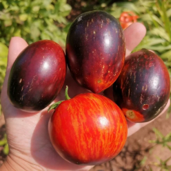 Tomato Plant 'Gargamel'