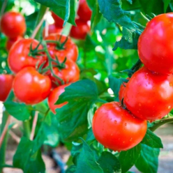 Tomato Plant 'Gardener's Dream'