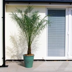 Phoenix roebelenii - XXXL Pygmy Date Palms - circa 150-180cm