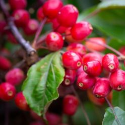 Crabapple Tree - Malus Indian Magic