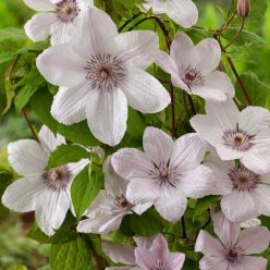 Clematis Pope John Paul II