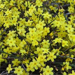 Jasminum nudiflorum - Winter Jasmine - In Bud & Bloom - Bright Yellow Flowering Winter Jasmine