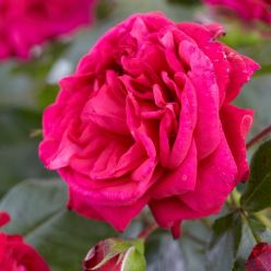 Rose 'Starlight Express' - Climbing Rose