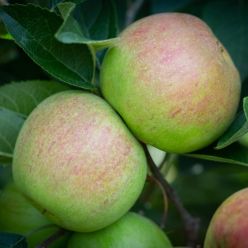 Apple Tree - Laxton's Superb (MM106)