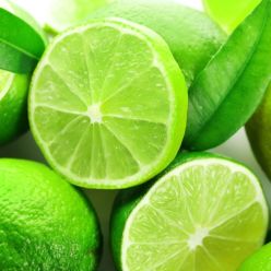 Large Citrus aurantifolia LIME Tree - 60cms Tree
