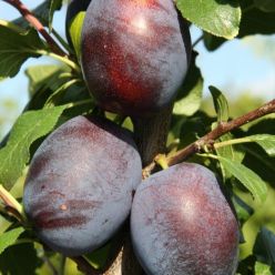 Plum Tree - Marjorie's Seedling